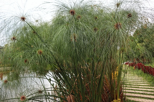 Pampas grass viewed from a low angle, against a bright cloudy sky