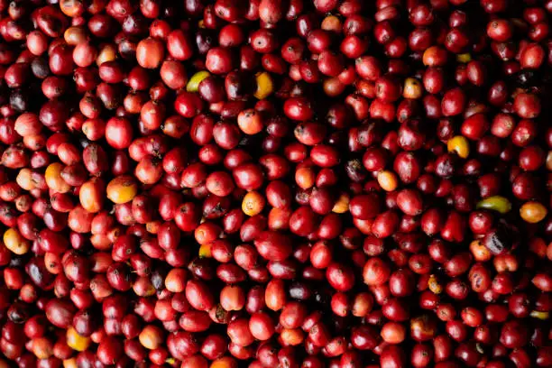 Coffee Cherry beans.