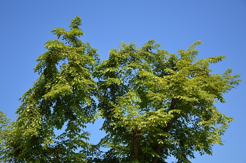leaf and branch tree with blue sky
