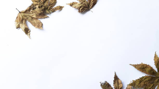 istock Autumn composition. Fallen yellow and brown leaves. Top view. Minimal concept. Copy space. 1461518905