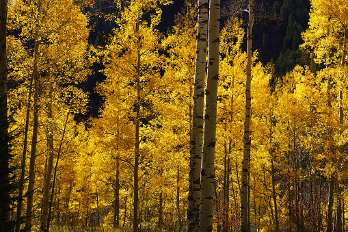 Aspens in Fall Autumn Scenic Landscape - Blue skies and bright golden aspen tree forest at peak fall colors. Vail, Colorado USA.