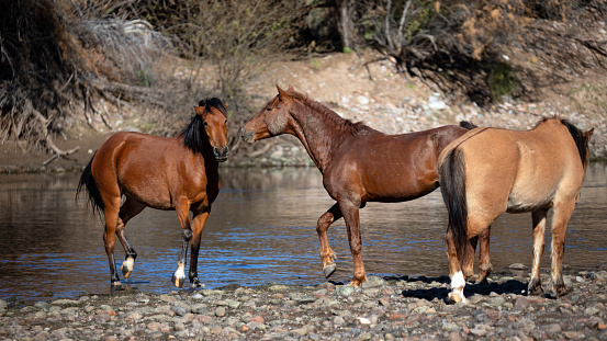 Bay stallion and mare wild horses at the Salt River near Mesa Arizona United States