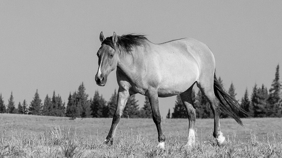 Pregnant Dun wild horse mare in the american west of Montana in the United States
