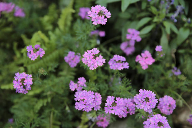 istock Various flower growth across the japan in spring 1461526755