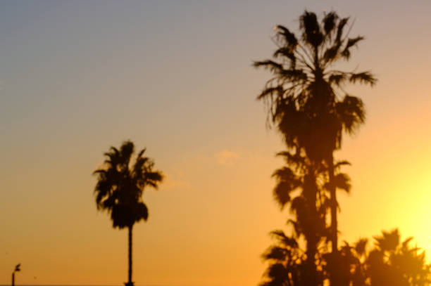 istock Defocused view of palm trees during a sunset 1461528035