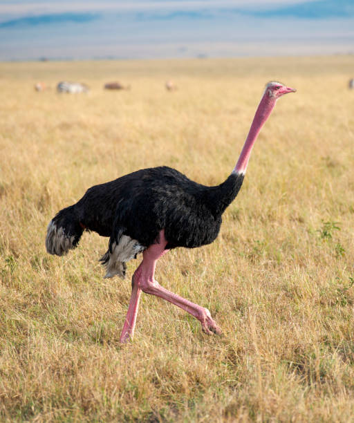 istock A subspecies of ostrich, 1461530227