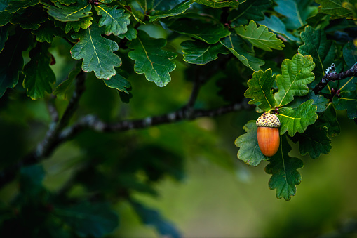 Selective focus on a Single Acorn hanging from a tree in autumn naturist background showing greenery and branches copy space  to this side dark and moody