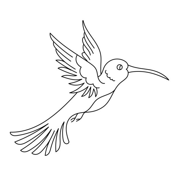 1,000+ Hummingbird Line Drawing Stock Illustrations, Royalty-Free ...