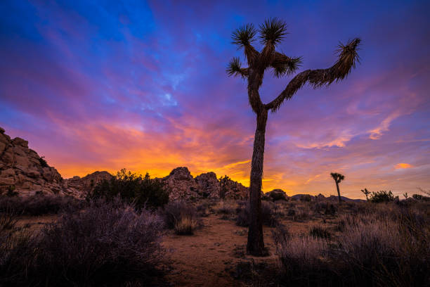 istock Joshua Tree Sunrise Portrait 1461531707