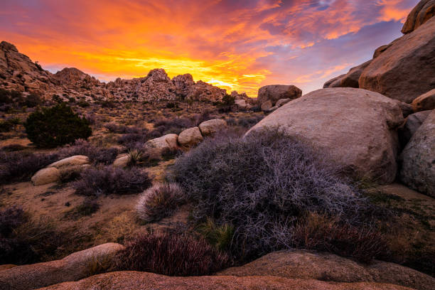 istock Pink + Orange in Joshua Tree 1461531742