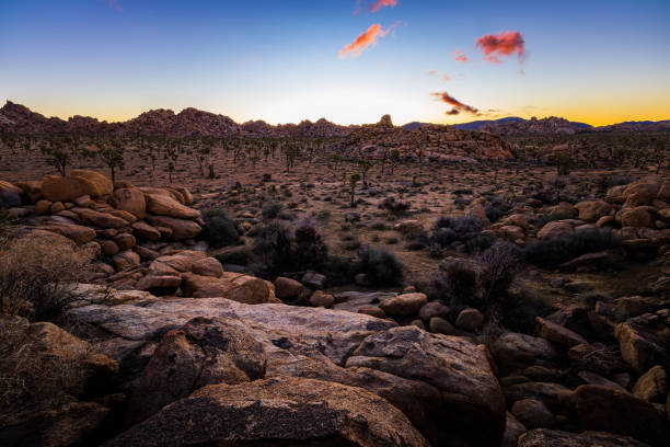 istock Cotton Candy Cloud Joshua Tree Sunrise 1461532469