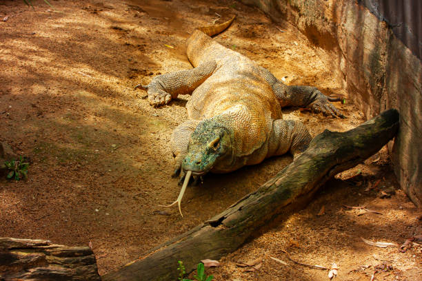 дракон комодо в зоопарке парка таронга. - taronga стоковые фото и изображения