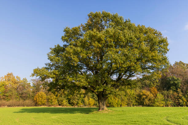 istock Changes in oak foliage in early autumn 1461534062