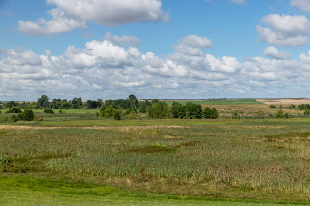 istock Green grass and swamp in the summer 1461534974