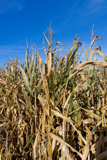 istock Ripe corn in the field in the summer 1461535743