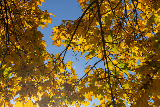 istock Yellowing and falling foliage of deciduous trees in autumn 1461535807