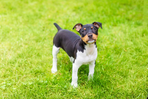 1,000+ Rat Terrier Stock Photos, Pictures & Royalty-Free Images - iStock | Fox terrier, Chinook, Chihuahua