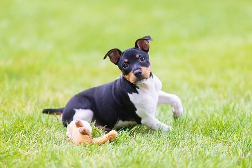 Adorable rat terrier puppy dog playing in the grass on a sunny summer day