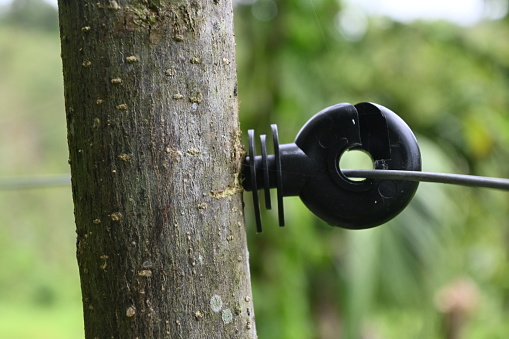 Fencing electric insulator ring that has been installed on a wooden pole