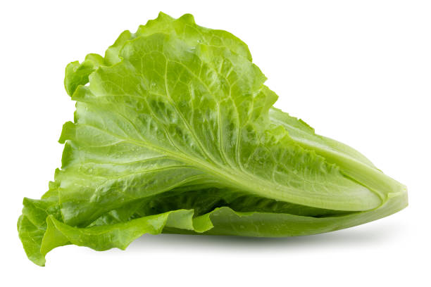istock Lettuce Romain isolated on a white background 1461538924