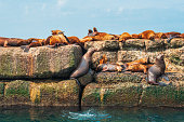 The rookery of Steller sea lions