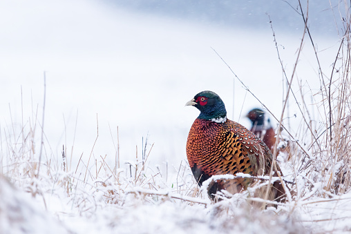 Common pheasant Phasianus colchicus in the wild. Pheasant is looking for food on the snow-covered ground in the winter in the forest.