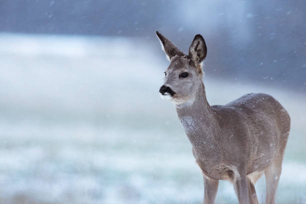 Roe deer in snow on a meadow Roe deer in snow on a meadow roe deer frost stock pictures, royalty-free photos & images