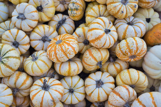 istock Picking colorful pumpkins at a pumpkin patch 1461546037