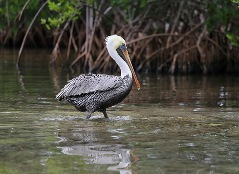 A wild pelican wading in shallow water in Everglades National Park, Florida, USA