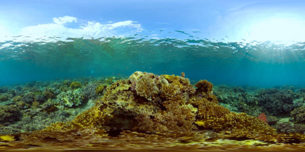 istock Coral reef with fish underwater. Philippines. Virtual Reality 360 1461547180