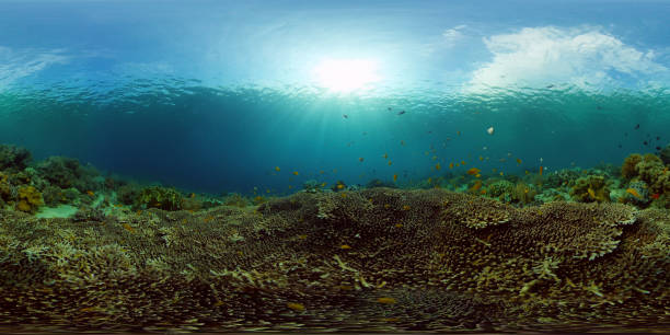 istock Coral reef and tropical fish. Philippines. 360-Degree view. 1461547216