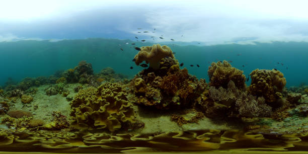 istock Coral reef and tropical fish underwater. Philippines. Virtual Reality 360 1461547279