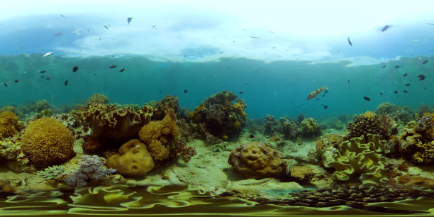 istock Coral reef and tropical fish underwater. Philippines. 360-Degree view. 1461547310