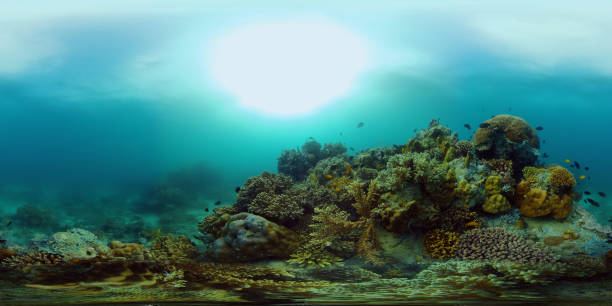 istock Coral reef and tropical fish. Philippines. 360-Degree view. 1461547968