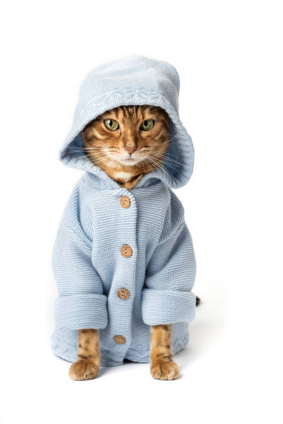 istock Funny cat in clothes on a white background. 1461548369