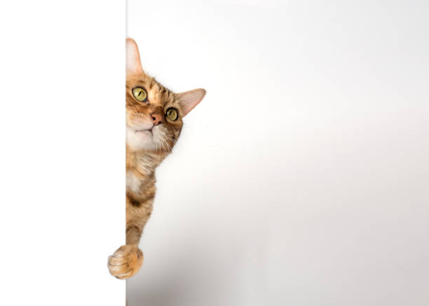Funny cat peeks out from behind the wall.