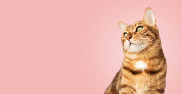 retrato de un gato de bengala sobre fondo rosa. - bann fotografías e imágenes de stock