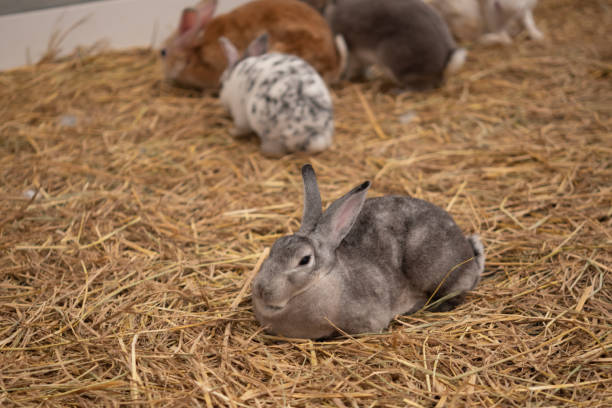 istock little rabbit on the hay 1461549333