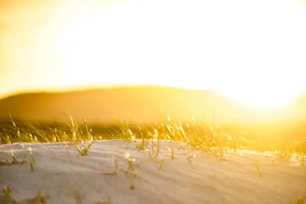 Photo of Beach sand dune grass at sunrise