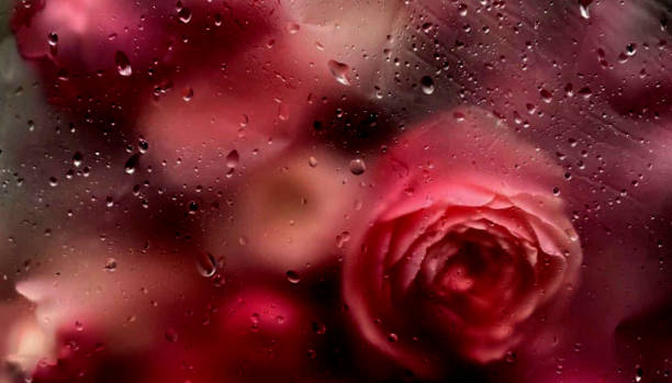 istock photo illustration valentine's day.background blurred image flower with mirror, drop water,perspective creative modern Idea concept. 1461549913