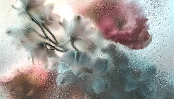 istock photo illustration valentine's day.background blurred image flower with mirror, drop water,perspective creative modern Idea concept. 1461550444