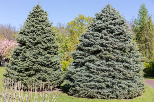 istock Two white fir trees in the spring city park 1461550564