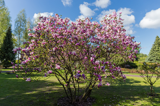 Arbusto de magnolia púrpura floreciente en el parque de la ciudad photo