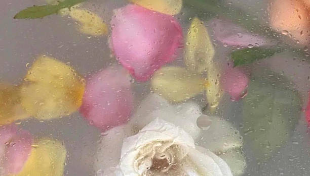 istock photo illustration valentine's day.background blurred image flower with mirror, drop water,perspective creative modern Idea concept. 1461550743