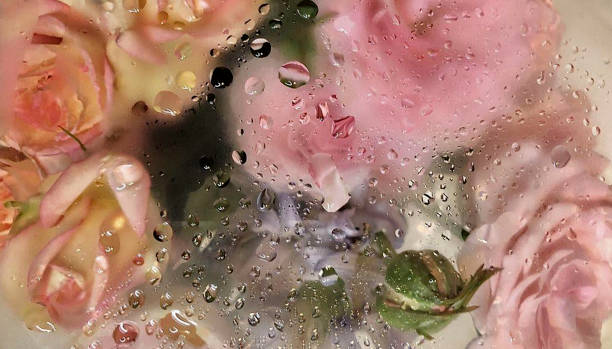 istock photo illustration valentine's day.background blurred image flower with mirror, drop water,perspective creative modern Idea concept. 1461550829