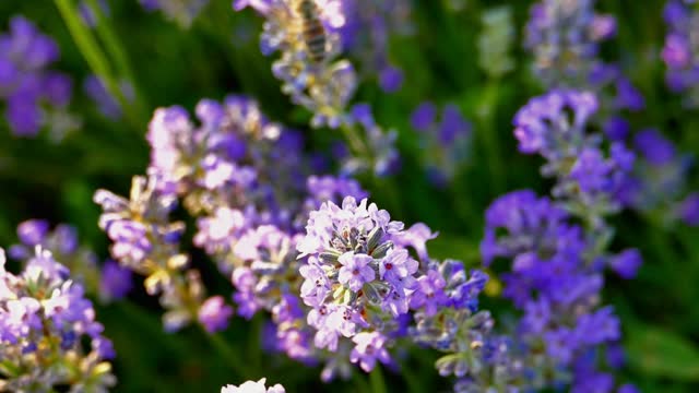 Bee around lavender, close-up