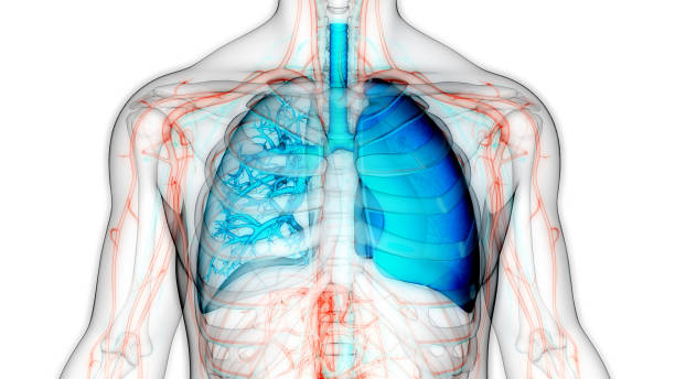 ヒト呼吸器系肺解剖学 - human lung tuberculosis bacterium emphysema human trachea ストックフォトと画像