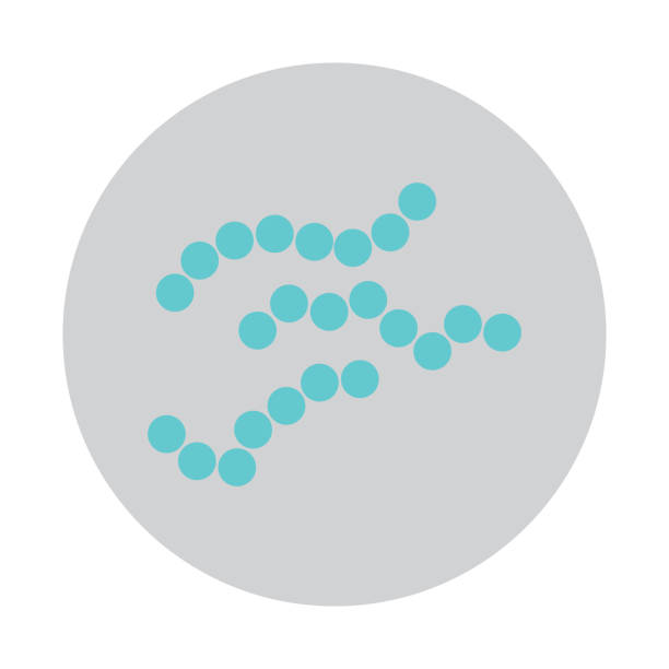 Strep A Vector 80+ Streptococcus Pyogenes Stock Illustrations, Royalty-Free Vector ...