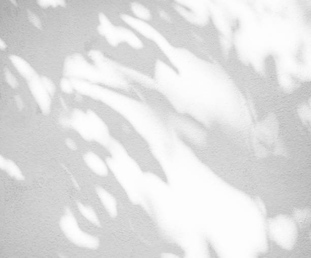 istock Shadow Spring on Wall Background,Abstract Shady Soft Exterior Leaves Tree,Nature Overlay from Window Building 1461552393