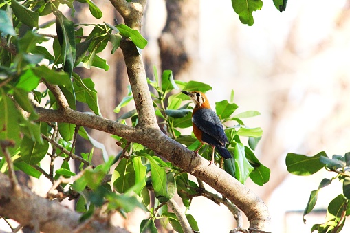 Geokichla citrina is scientific name of orange headed thrush.it is common  in well wooded area.